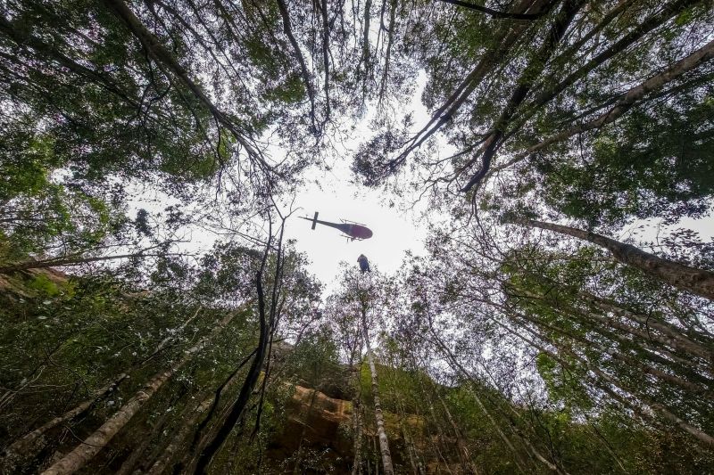 Australia - Misiune secretă pentru salvarea unor arbori preistorici